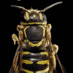 Bee And Wasp Removal Perth - photo 2