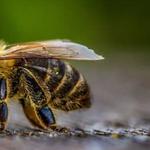 Bee And Wasp Removal Perth - photo 3