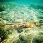 SUP n' Blue - SUP Tours, SUP & snorkeling Tours, SUP Rentals - photo 5