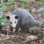 Possum Removal Adelaide - photo 1