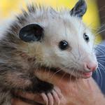 Possum Removal Adelaide - photo 2