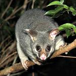 Possum Removal Adelaide - photo 3