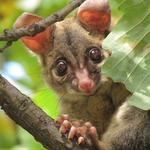 Possum Removal Adelaide - photo 4