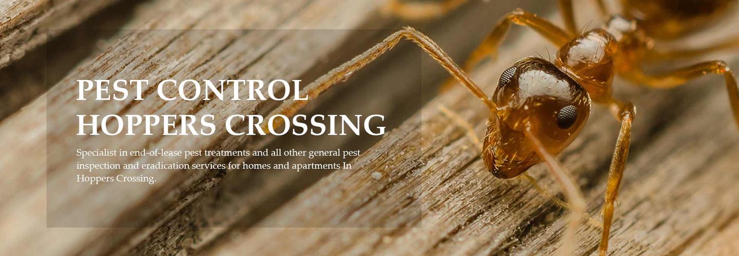 Termite Treatment Hobart cover photo