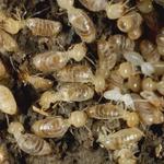 Termite Treatment Hobart - photo 1