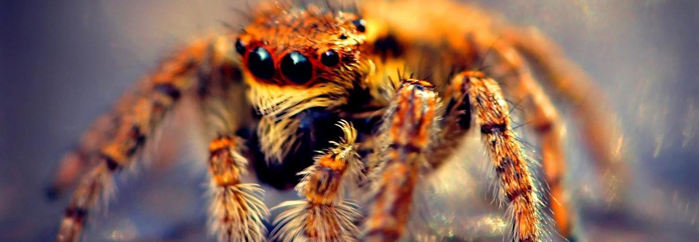 Spider Pest Control Hobart cover photo