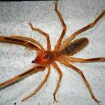 Spider Pest Control Hobart - photo 1
