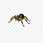 Spider Pest Control Hobart - photo 3