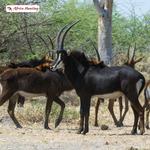 Africa Hunting - photo 6
