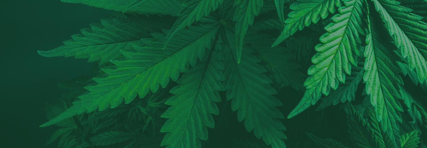 PharmaCBD cover photo