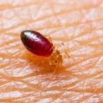 Bed Bug Control Hobart - photo 1