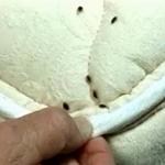 Bed Bug Control Hobart - photo 2