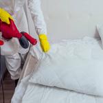 Bed Bug Control Hobart - photo 3