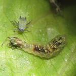 Bed Bug Control Hobart - photo 6