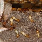 Bed Bug Control Hobart - photo 7