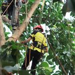 Menifee Tree Service Professionals - photo 4