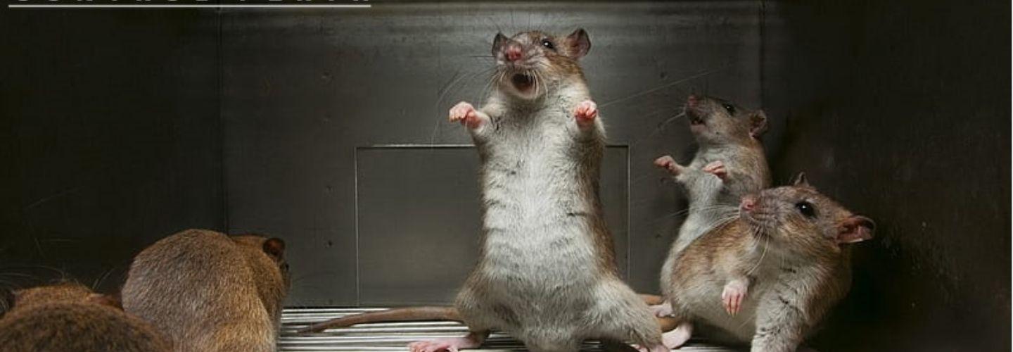 Rodent Control Perth cover photo