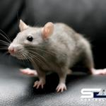 Rodent Control Perth - photo 1