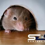 Rodent Control Perth - photo 2