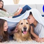 Professional Steam Cleaning - photo 1