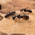 Ant Removal Sydney - photo 1