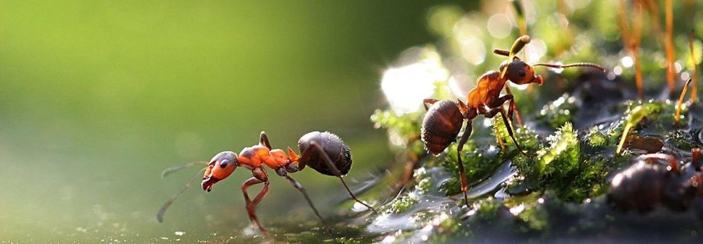 Ant Removal Sydney cover photo