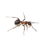 Ant Pest Control Adelaide - photo 2