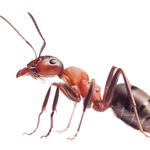 Ant Pest Control Adelaide - photo 4