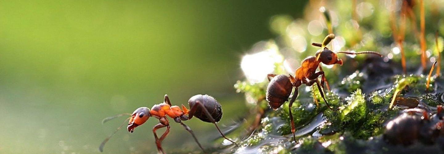 Ant Pest Control Adelaide cover photo