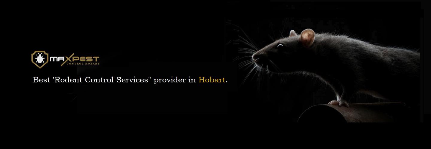 Rodent Pest Control Hobart cover photo