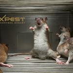 Rodent Pest Control Hobart - photo 2