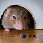 Rodent Pest Control Hobart - photo 6
