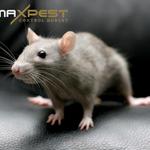 Rodent Pest Control Hobart - photo 7