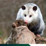 Possum Control Adelaide - photo 1