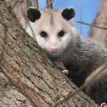 Possum Control Adelaide - photo 2