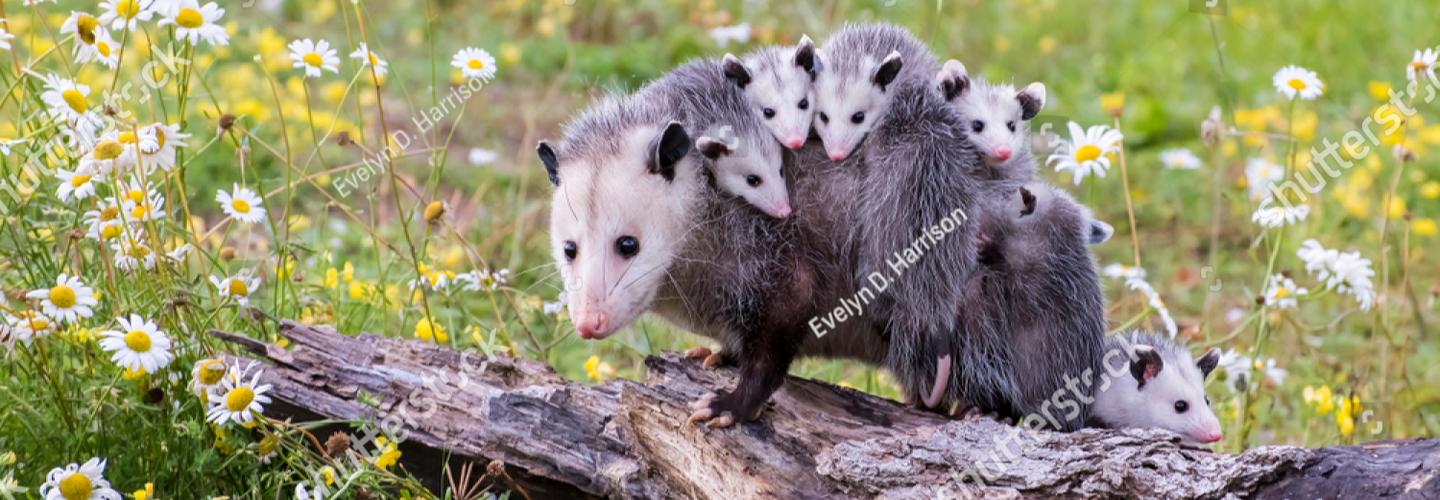 Possum Control Adelaide - Pest Control in Adelaide