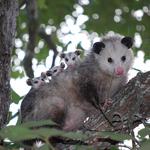 Possum Control Adelaide - photo 3