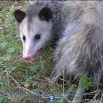 Possum Control Adelaide - photo 4