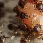 Ant Removal Hobart - photo 1