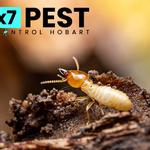 Termite Inspection Hobart - photo 1