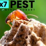 Termite Inspection Hobart - photo 3
