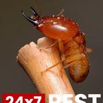 Termite Inspection Hobart - photo 4