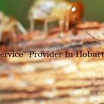 Termite Inspection Hobart - photo 7