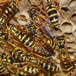 Pestpro Bird Solutions ltd - photo 1