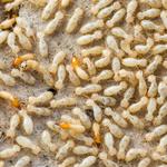 Termite Inspection adelaide - photo 2