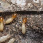 Termite Inspection adelaide - photo 3
