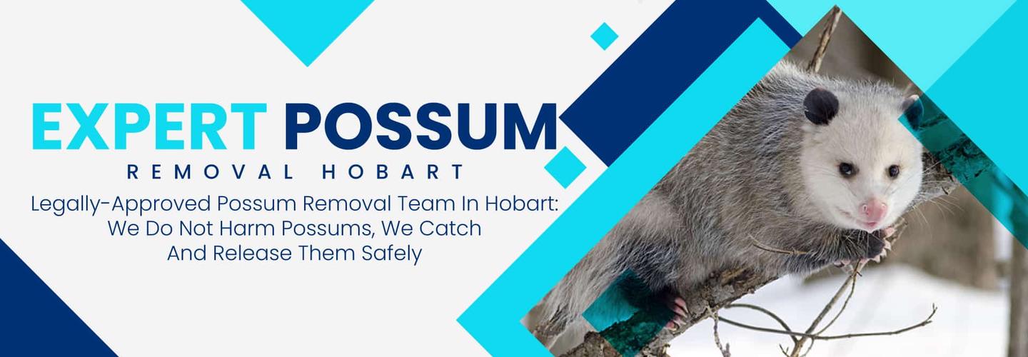 247 Possum Removal Hobart cover photo
