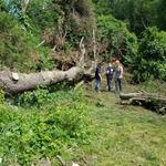 Brooke Tree Service - photo 3