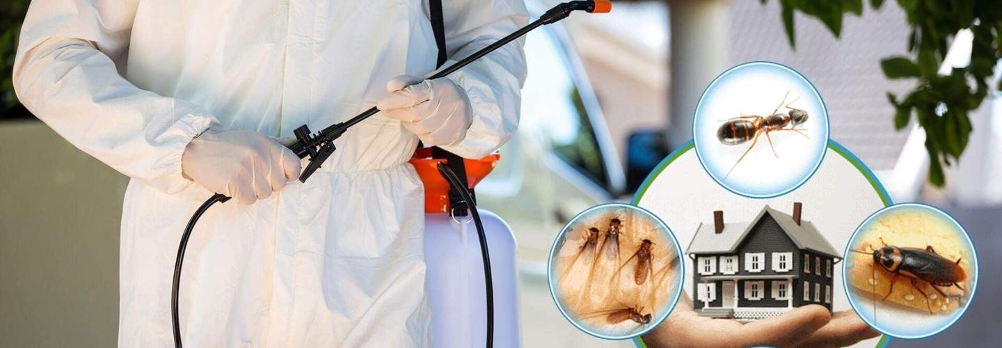 Pestico Pest Control Brisbane cover photo