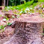 Stang Tree Service - photo 1